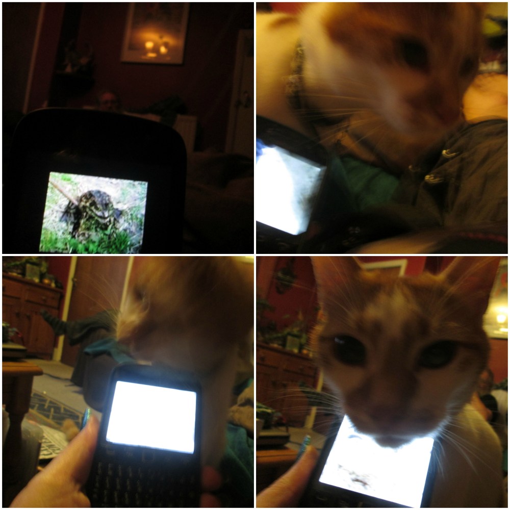 Kitteh in Love...